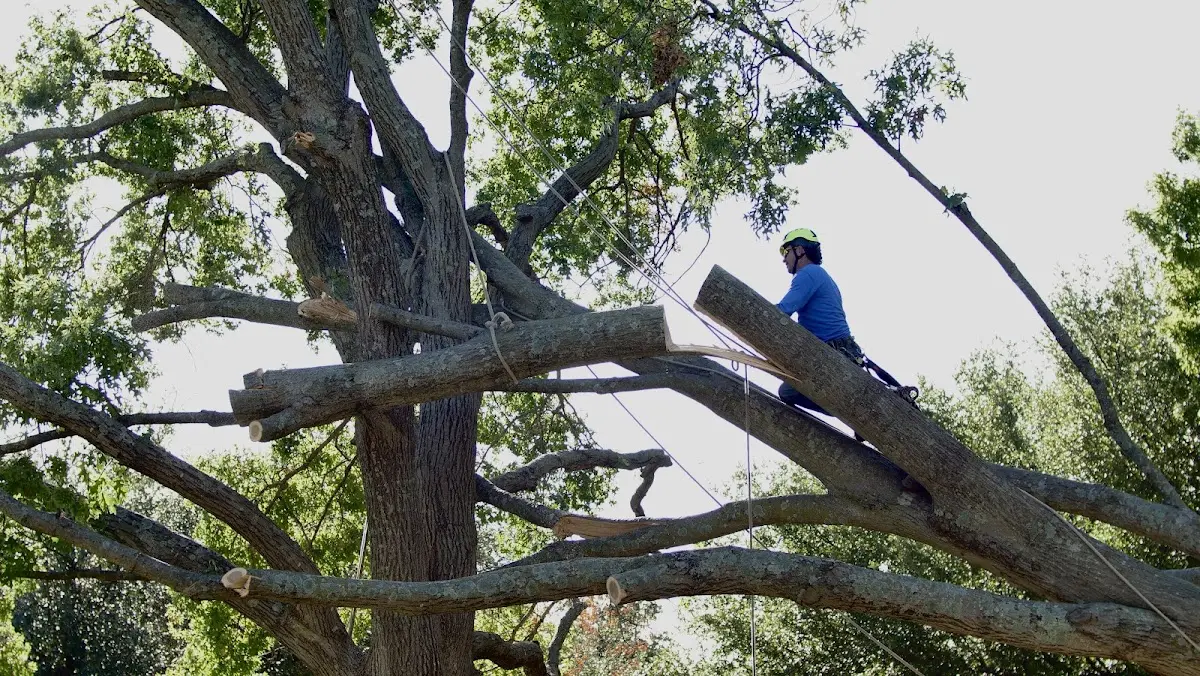 Professional Crown Thinning performed by certified arborists in Bronson